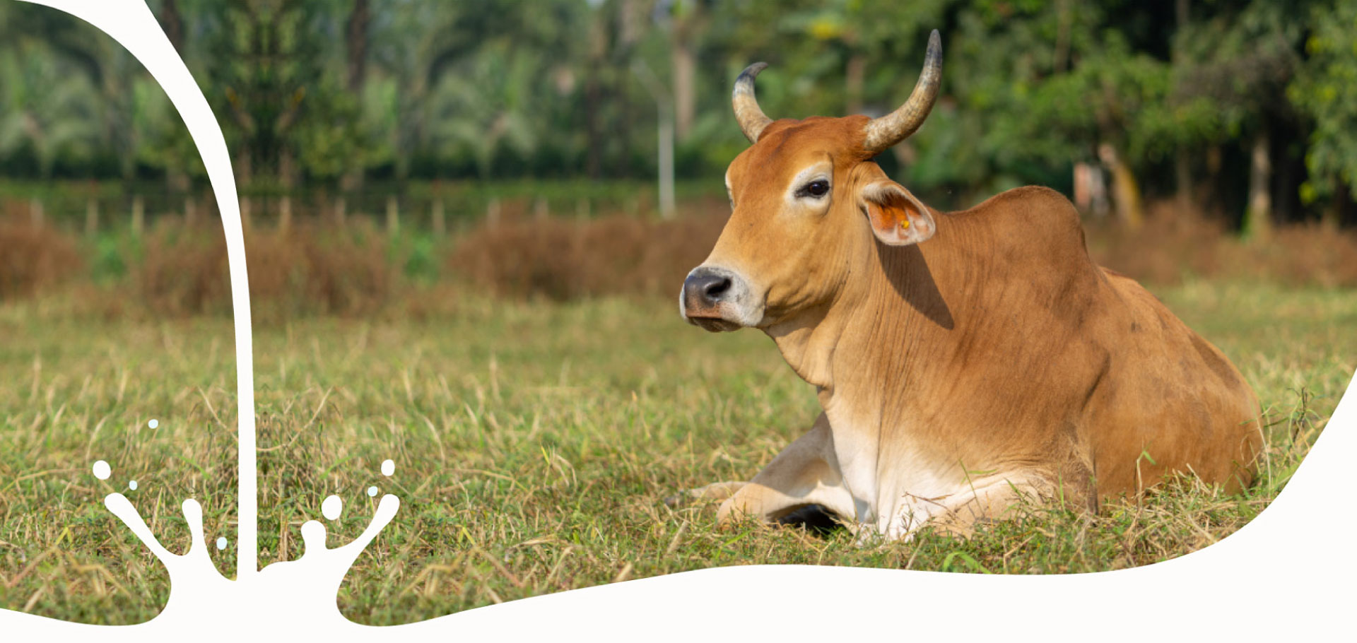 Kanaiya Dairy is the best dairy in bharuch