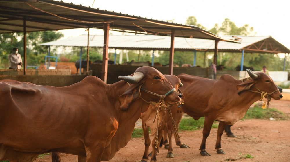 Kanaiya Dairy is the best dairy in bharuch